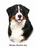 Bernese 9Y348D-115